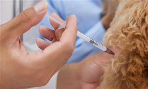 AI芯片产业分析 机构称2024年全球AI芯片收入总额将达71252亿美元(图8)